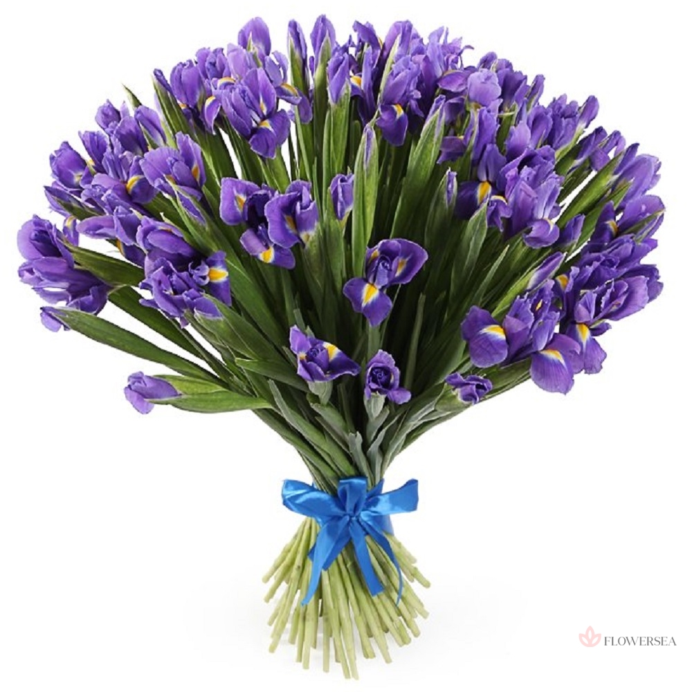 51 ����� ����