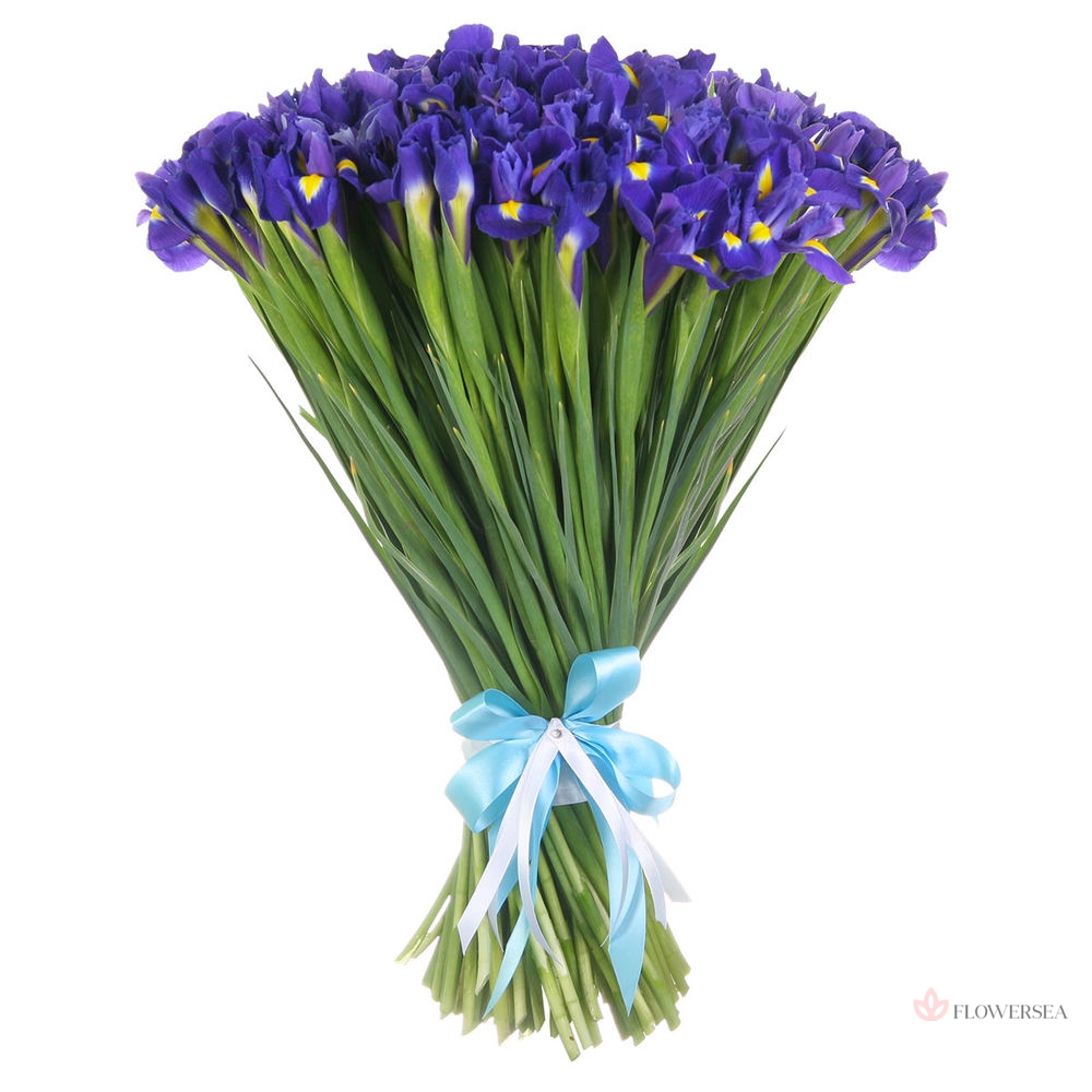 41 ����� ����