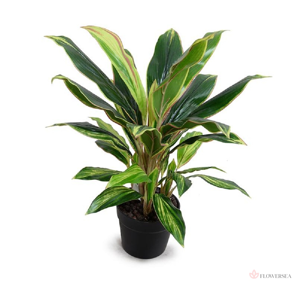 ������� ����� 56 ��