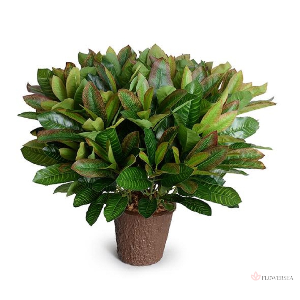 ��������� 50 ��