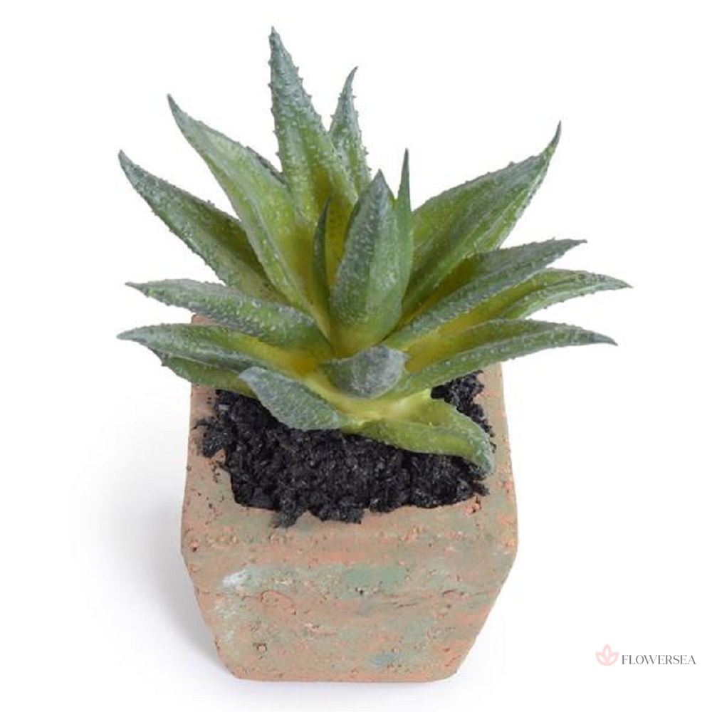 ��������� ����