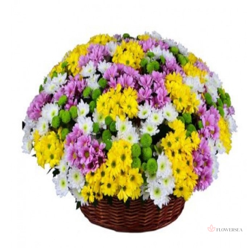 ������� � 51 ����������