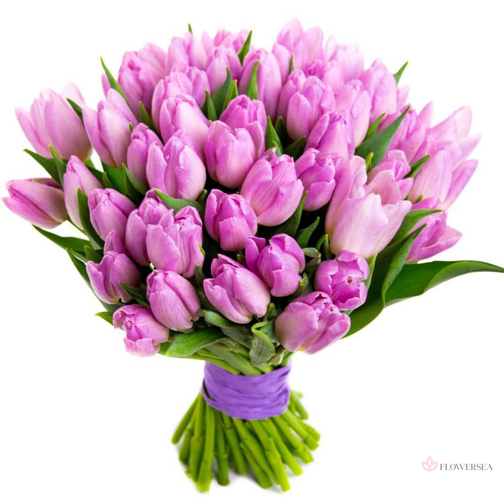 51 �������� �������