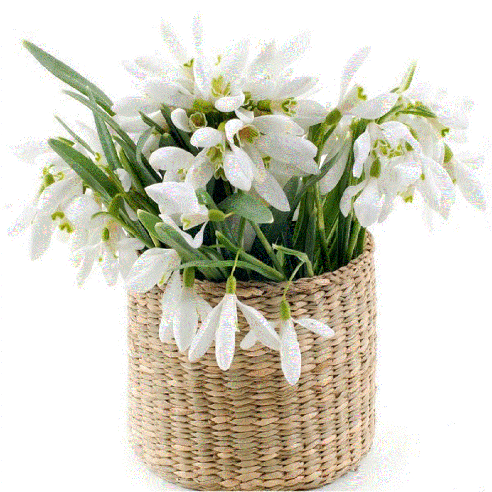 ����������� � ��������