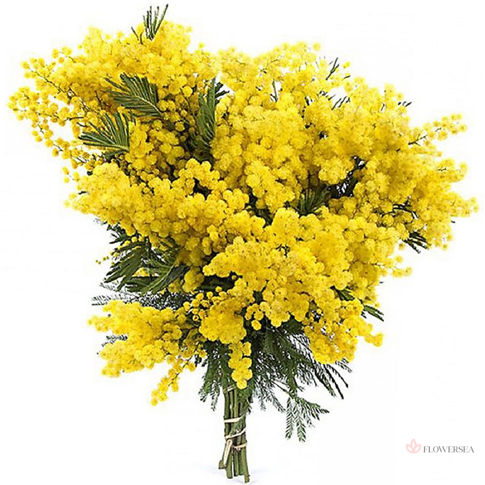 ����� �� 9 �����