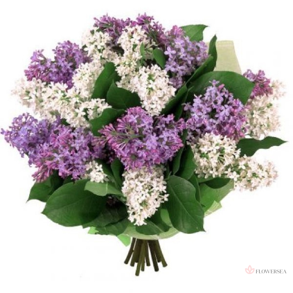 ����� �� 9 ����� ������