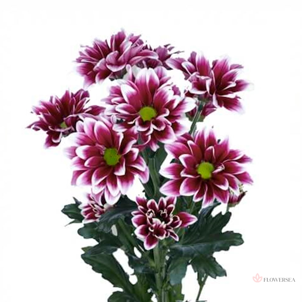 ���������� ��� - �������