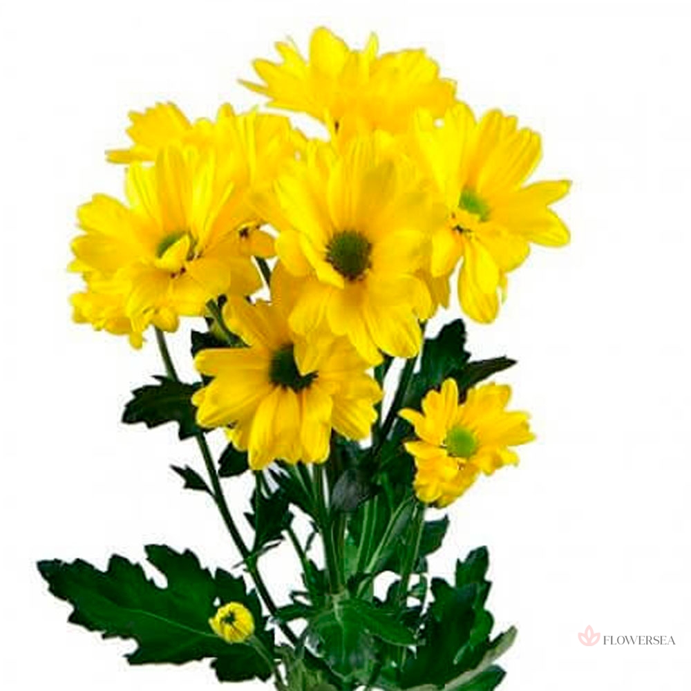 ���������� �����