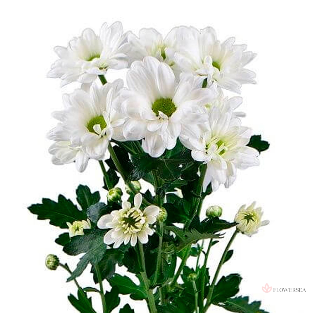 ���������� ���