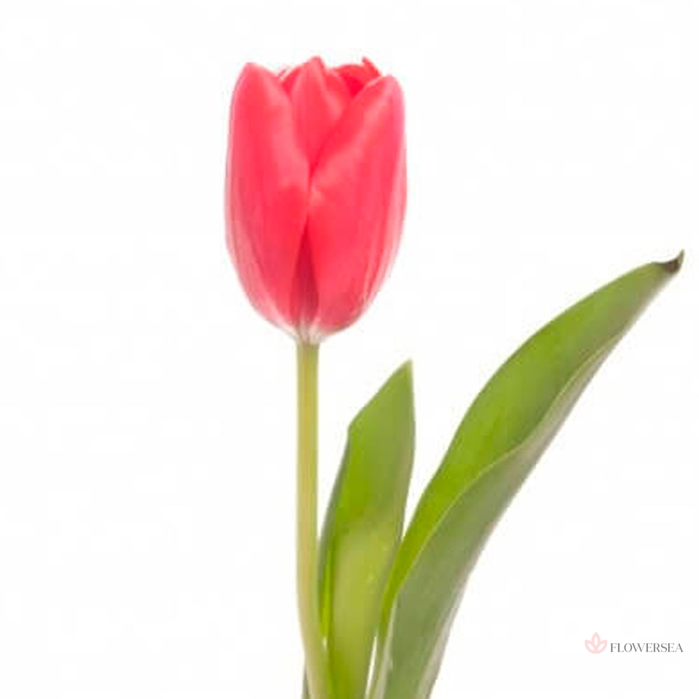 ������� ��������