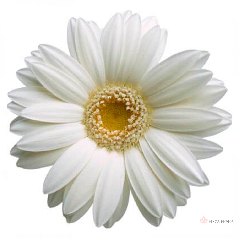 ������� ���