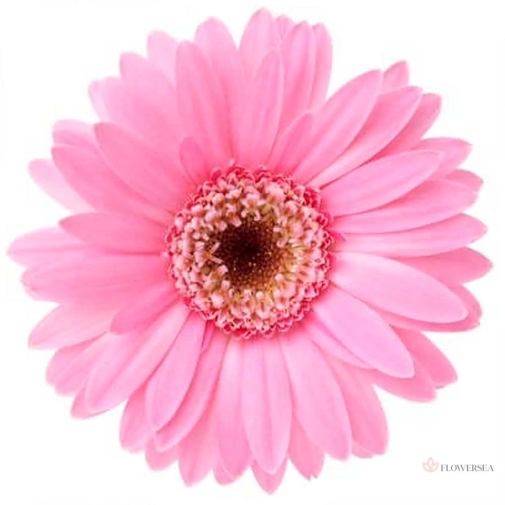 ������� �����-������