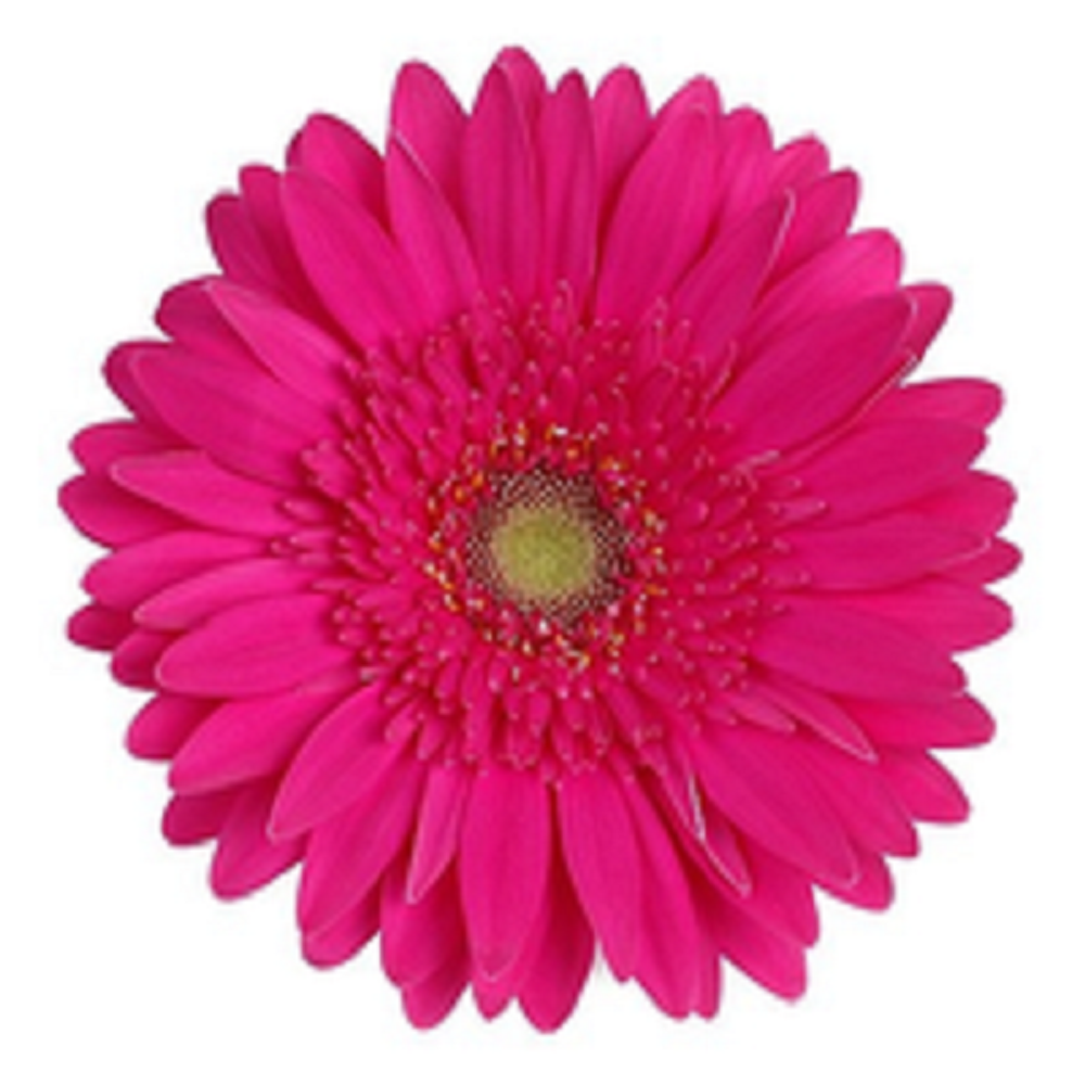 ������� ��������