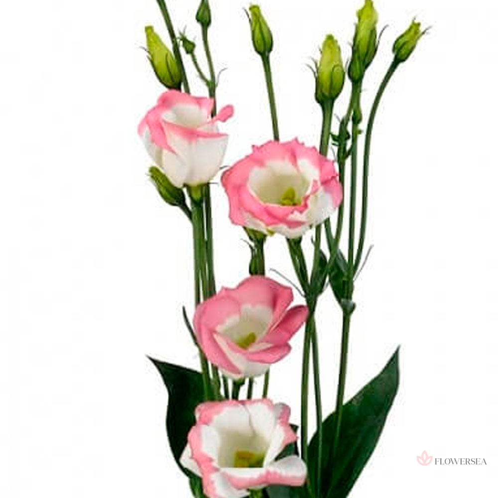 ������� ������-���