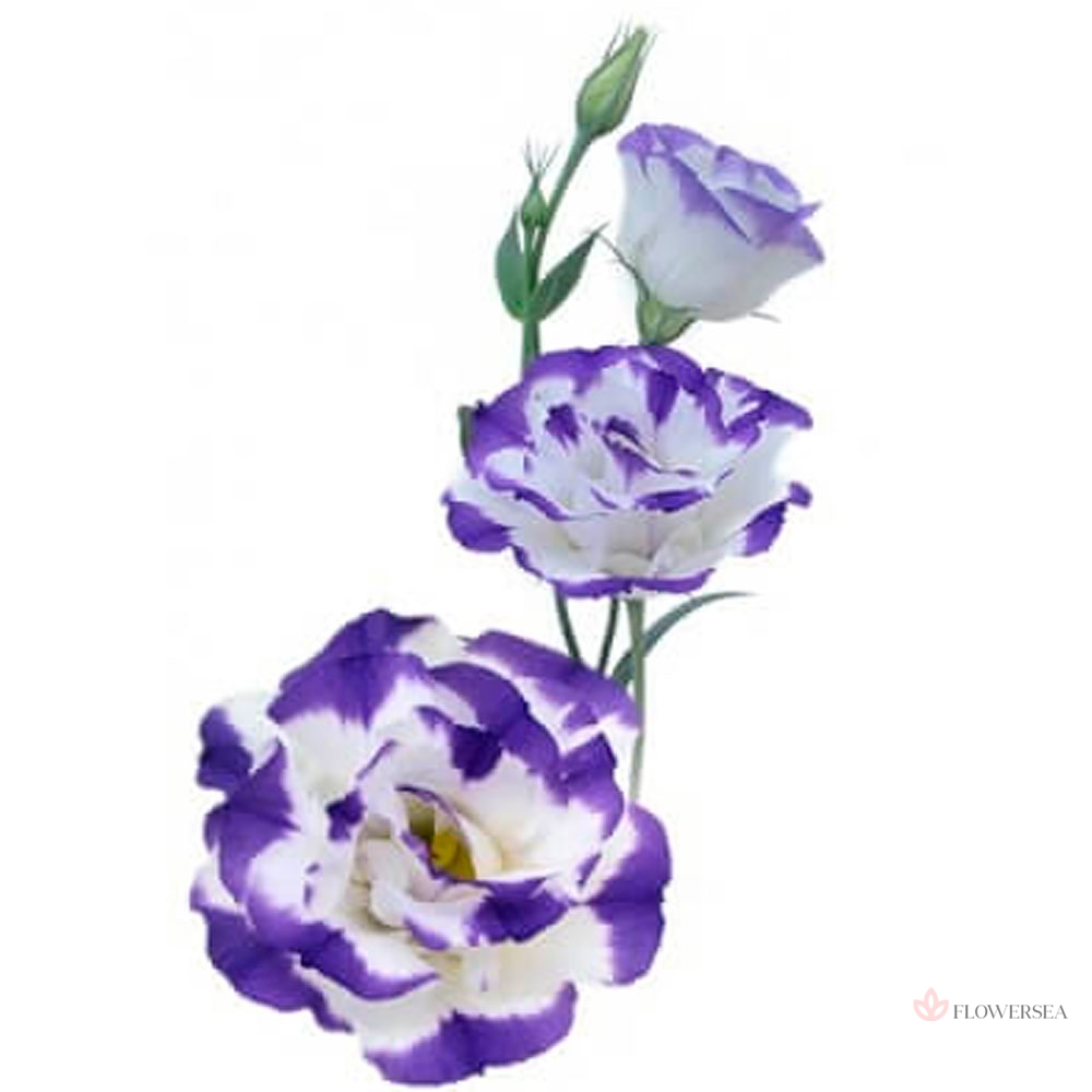 ������� ���-����