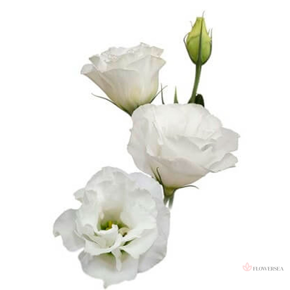 ������� ���