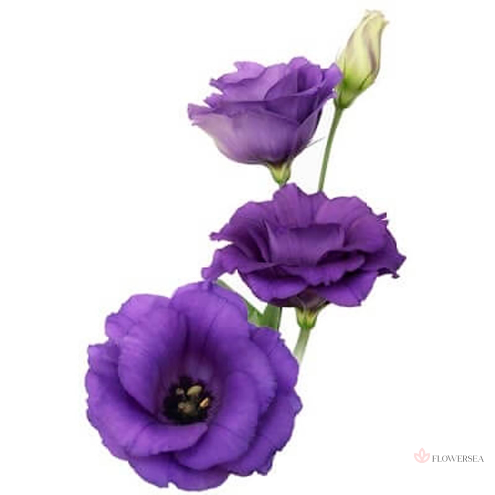 ������� ����