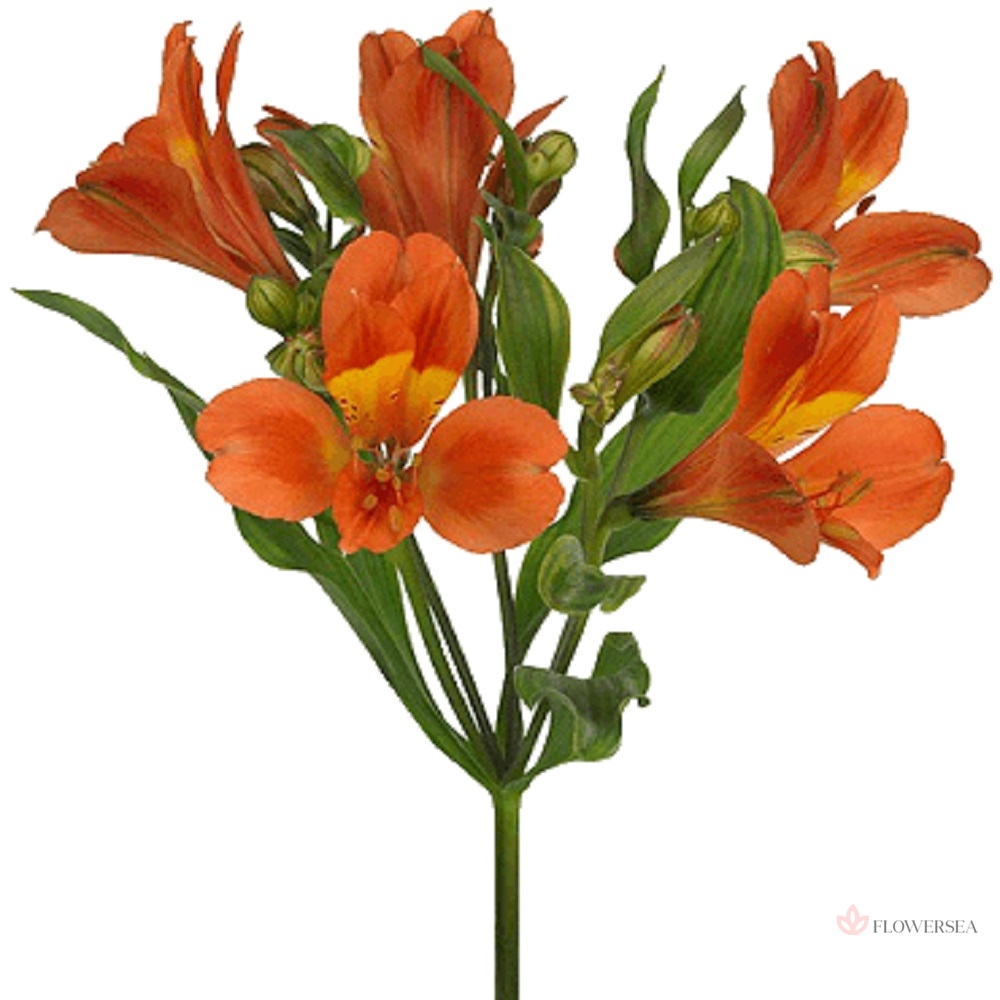 ����������� �����������