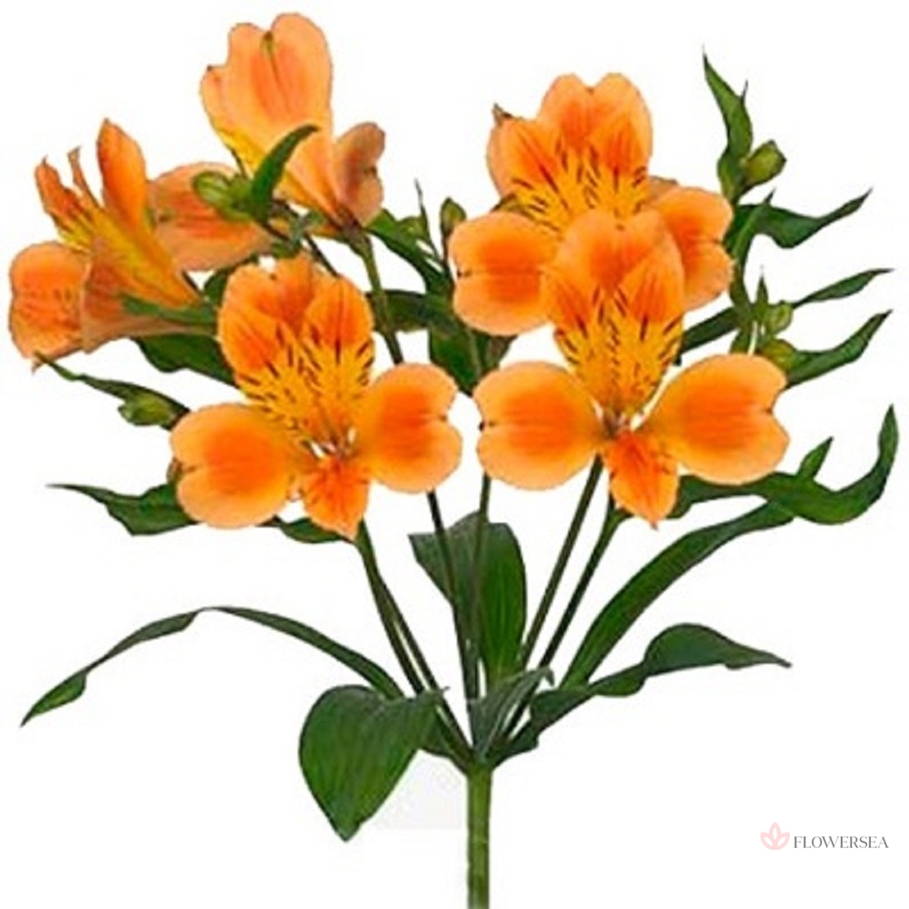 ����������� �����-��������