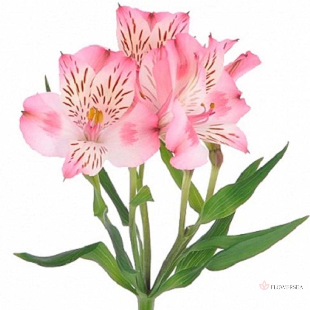 ����������� �����-������