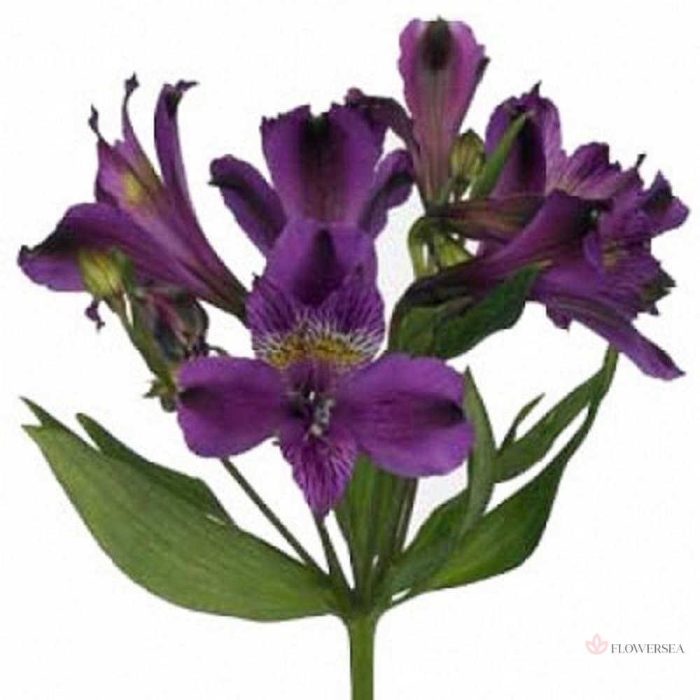 ����������� ���������