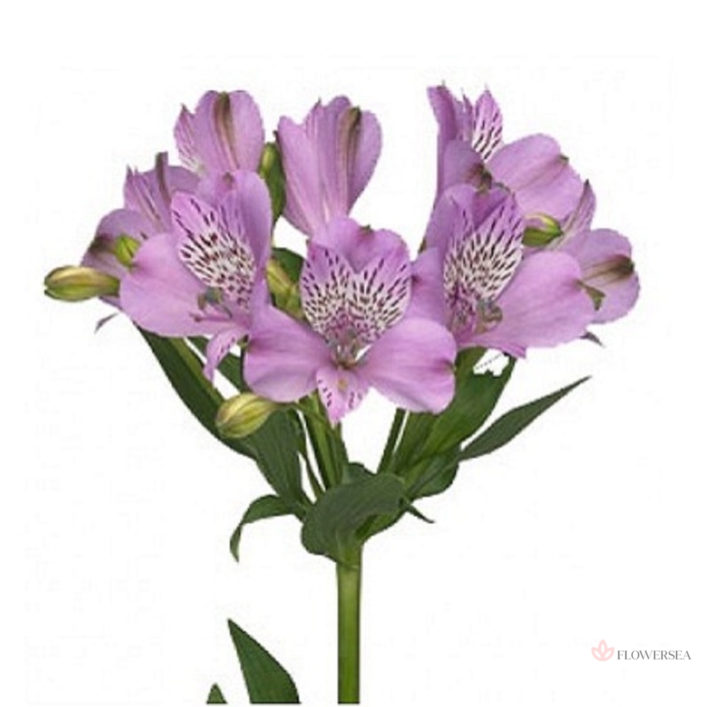 ����������� �������