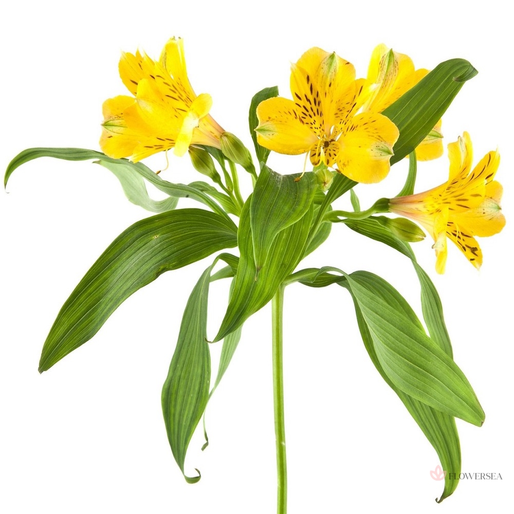 ����������� �����