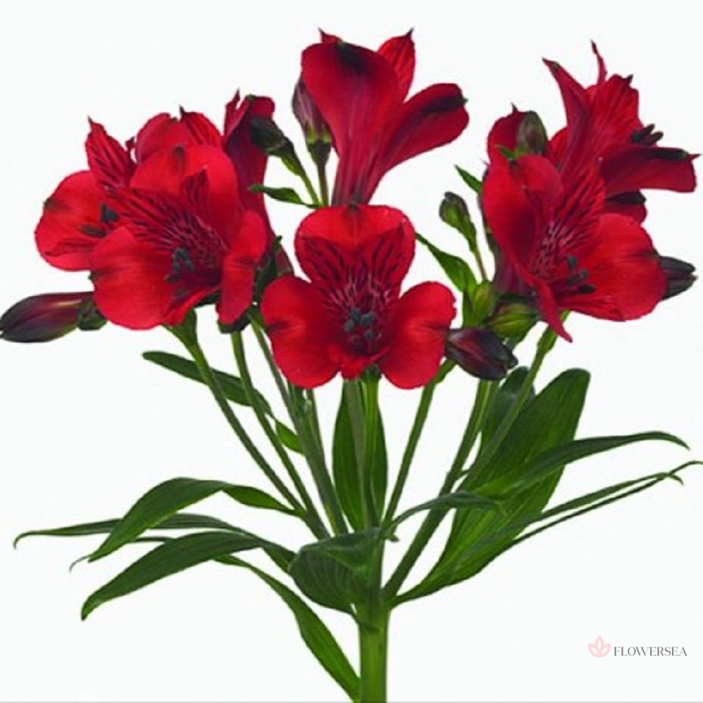 ����������� �������