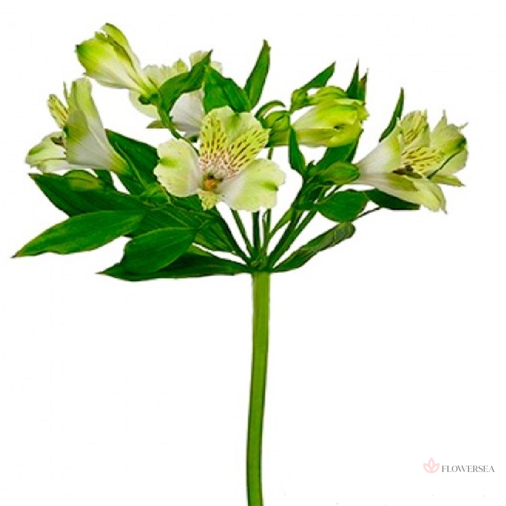 ����������� �������