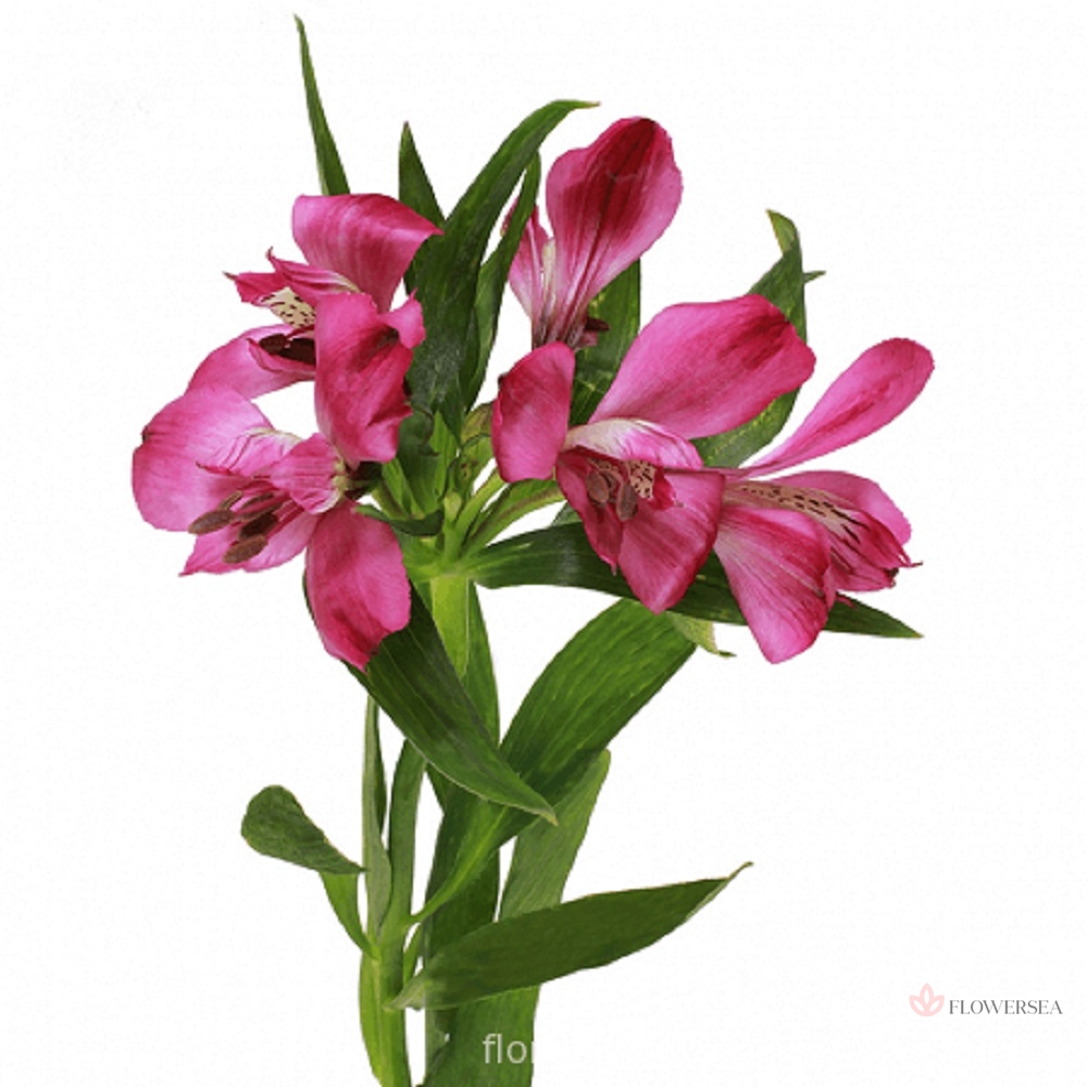 ����������� ����� ��������