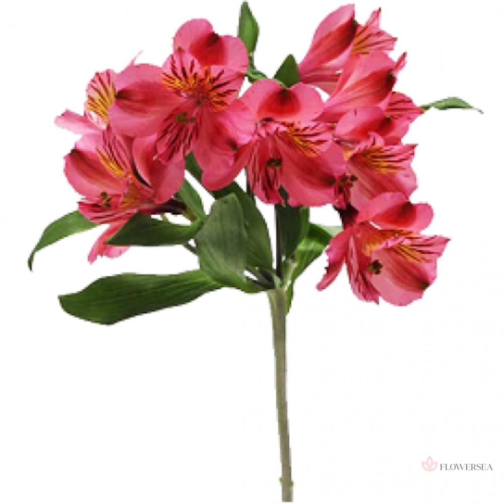 ����������� ������