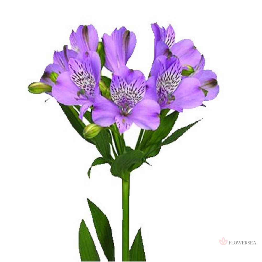 ����������� �������