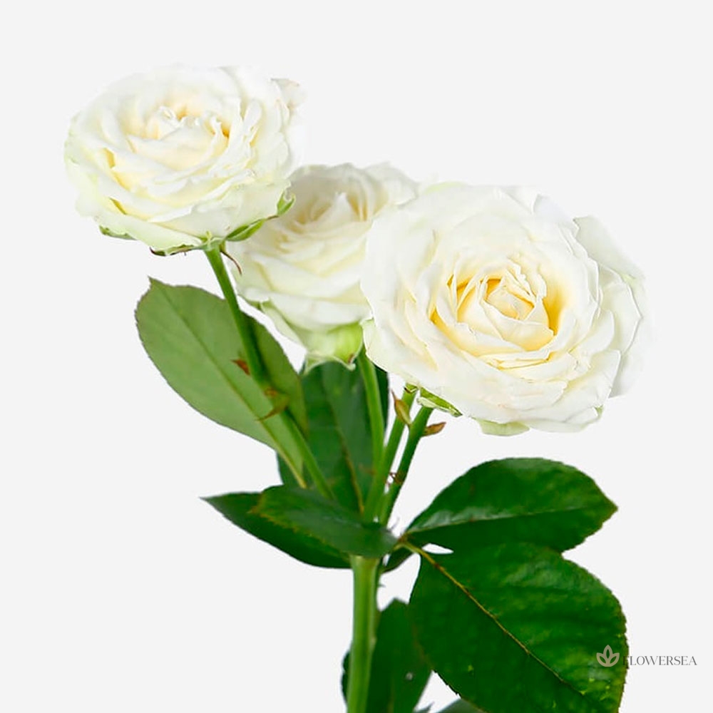 ������ ������� ���� ��������