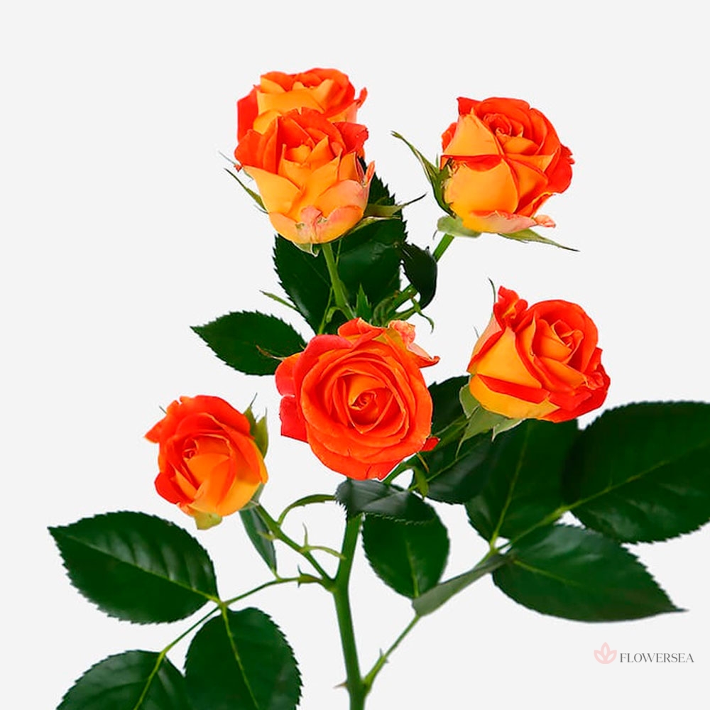 ������ ������� Գ���� �����