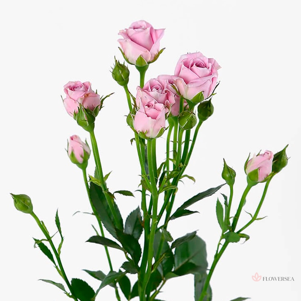 ������ ������� ��� ��-��