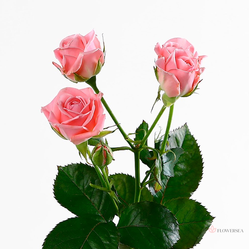 ������ ������� �������