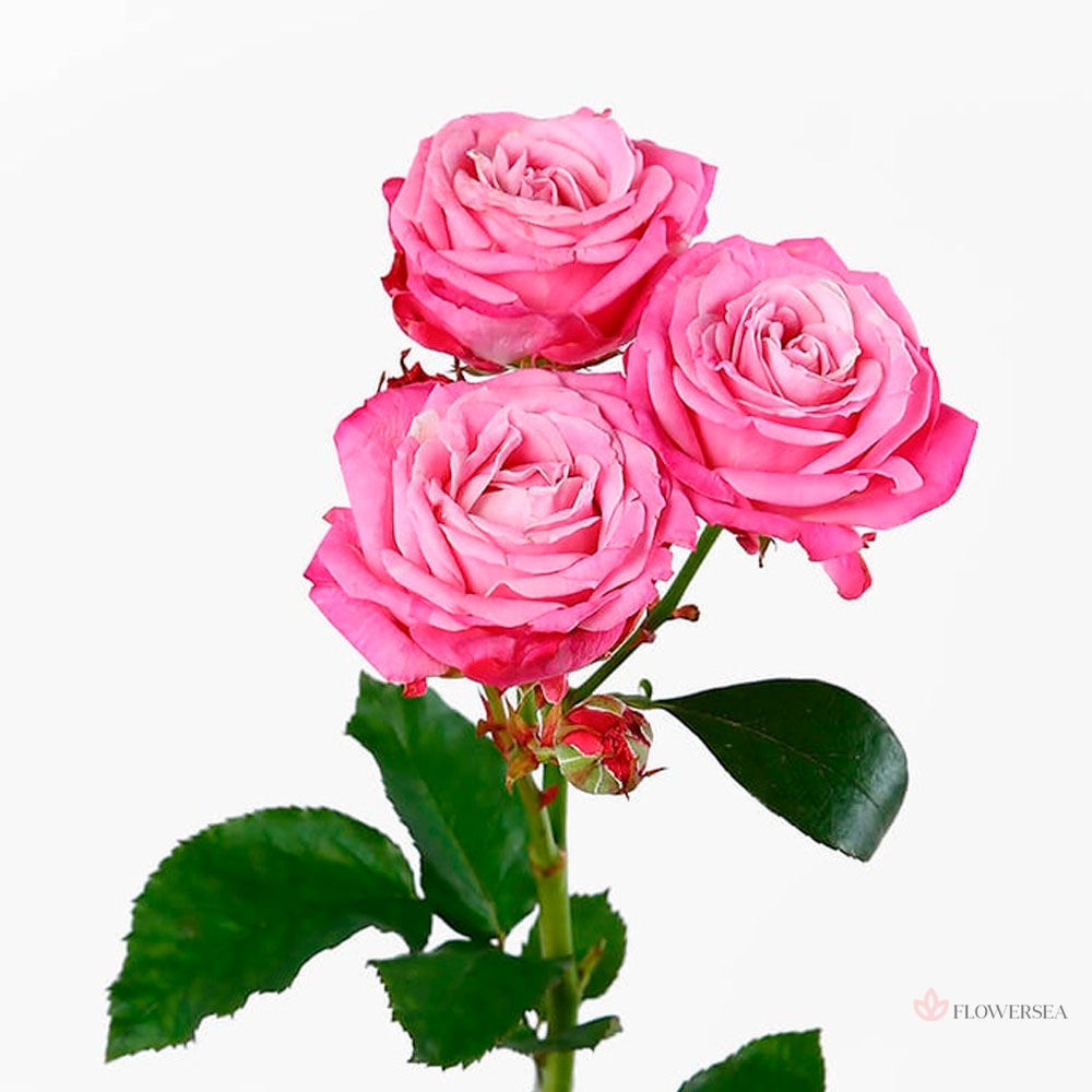 ������ ������� ���� ��������