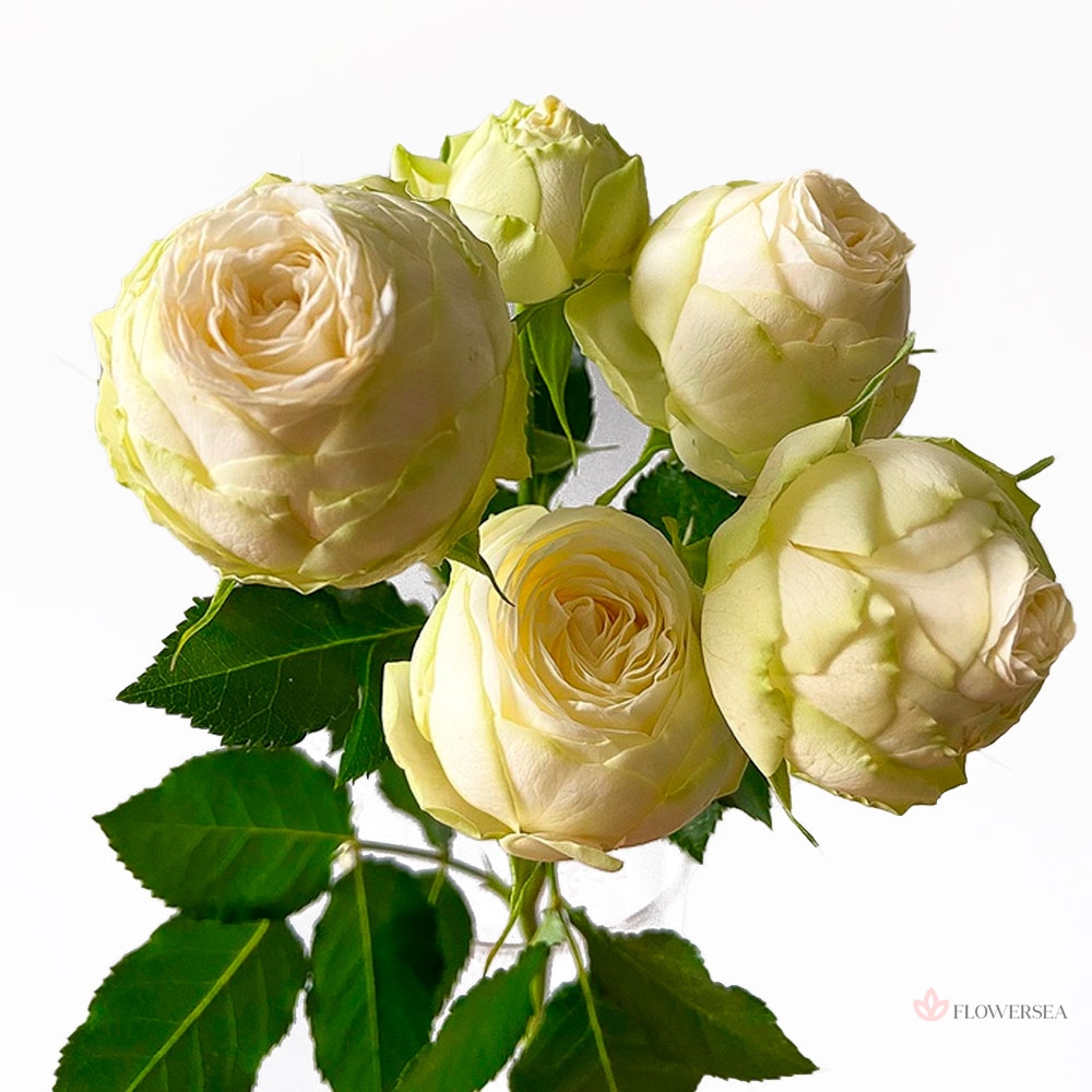 ������ ������� ���� ����