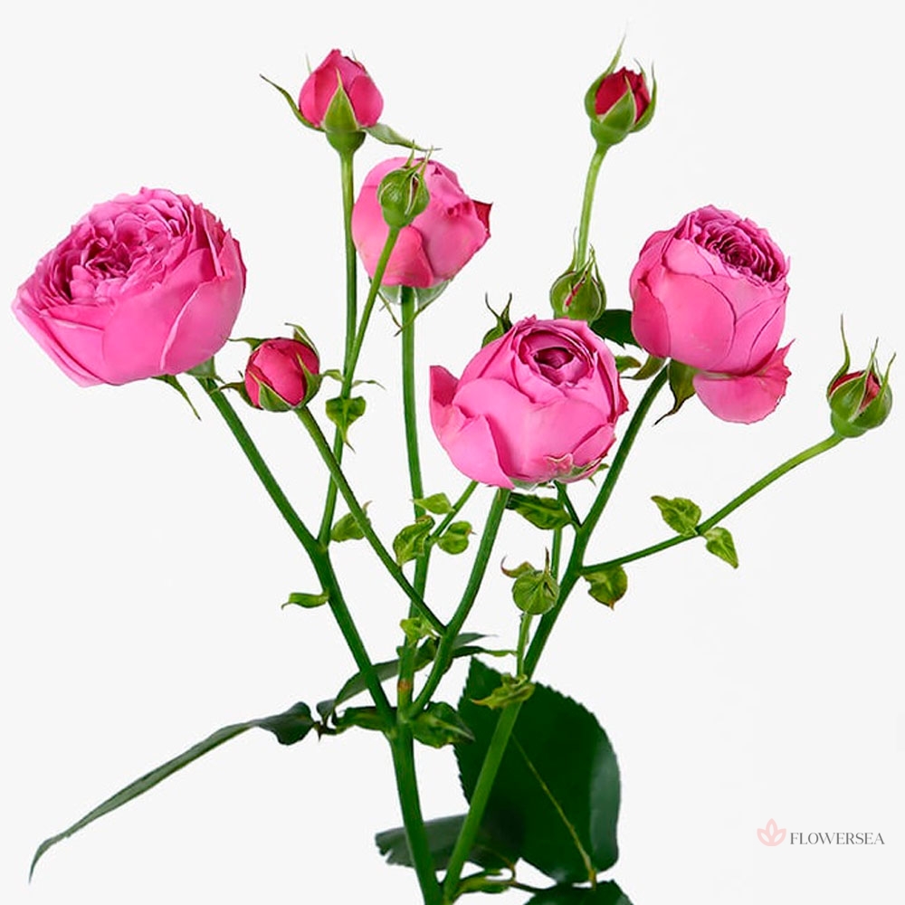 ������ ������� ������ ������