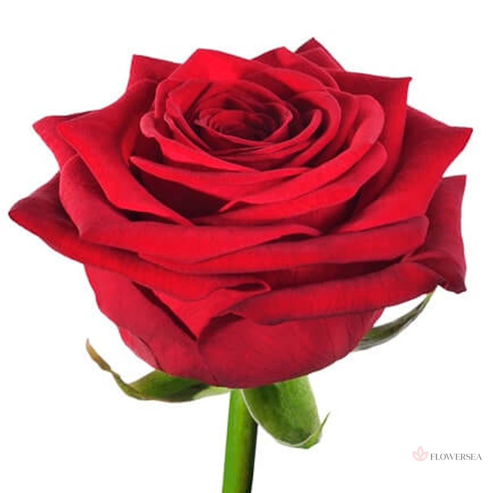 ������� ���� ��