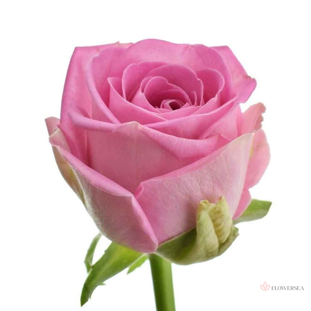 ������� ����