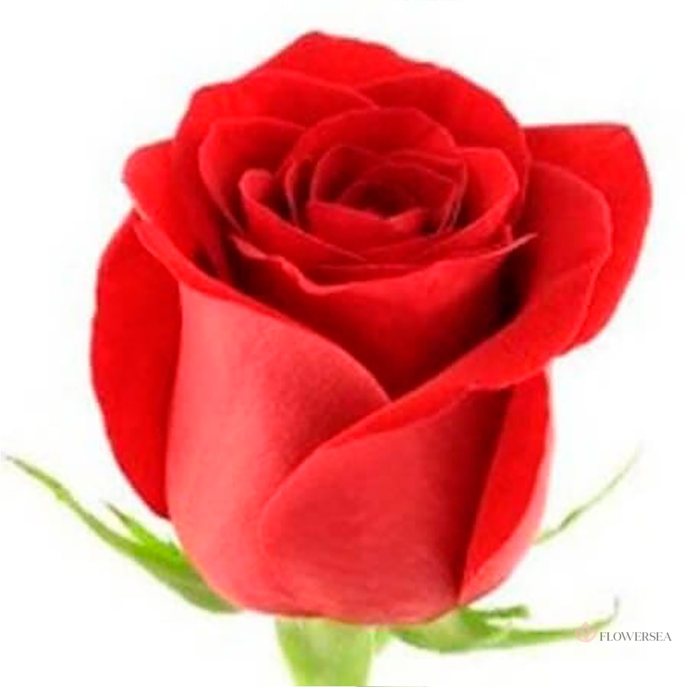 ������� ��� ̳