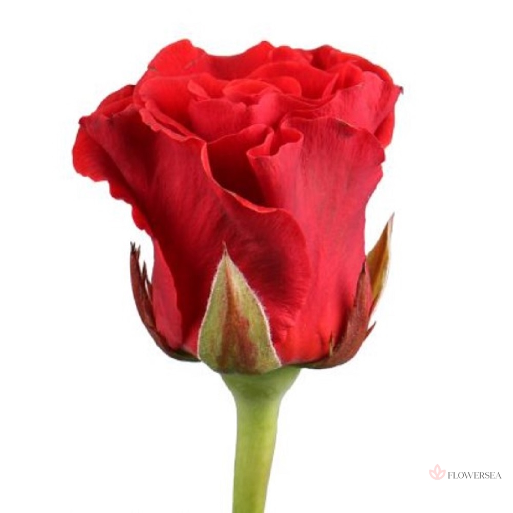 ������� ��� ����