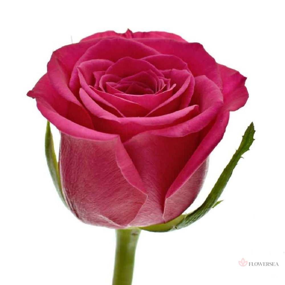 ������� ����� ��