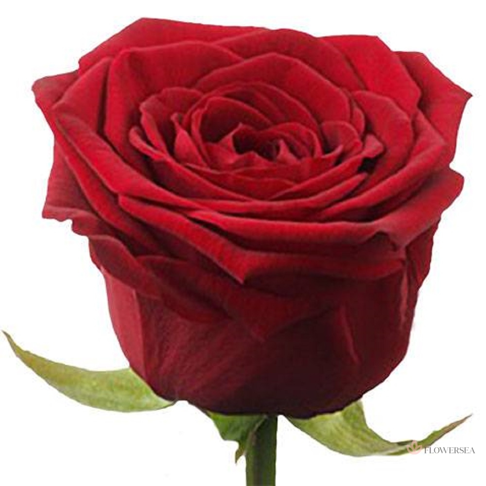 ������� ��� ���