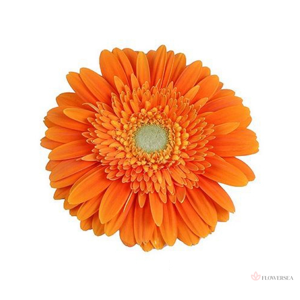 ������� �����������