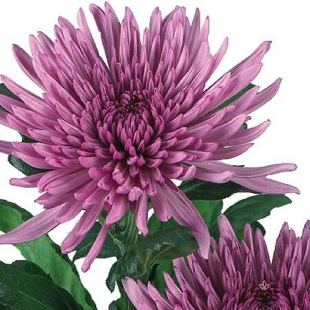 ���������� ���������� �������