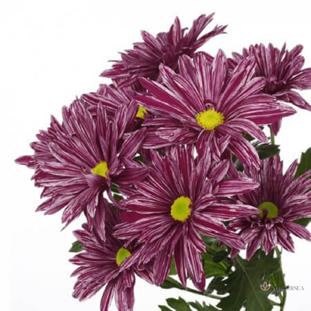 ���������� ������ ���������