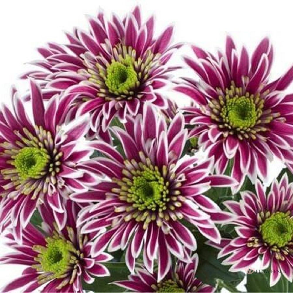 ���������� ������ ��� - ���������