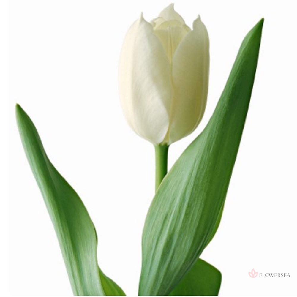 ������� ����